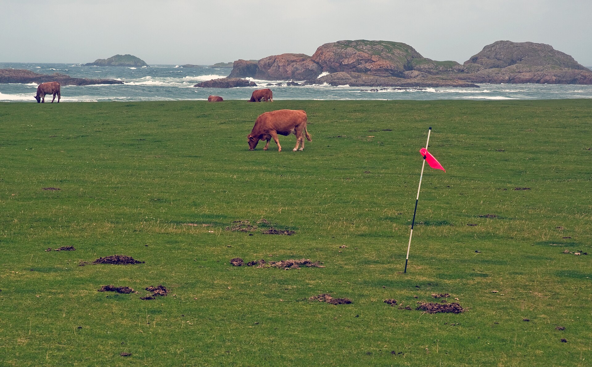 Cattle grazing on the rough grass of a coastal golf green, a leaning pink flagstick to one side, cowpats scattered across the turf, and Atlantic surf breaking over rocks beyond.